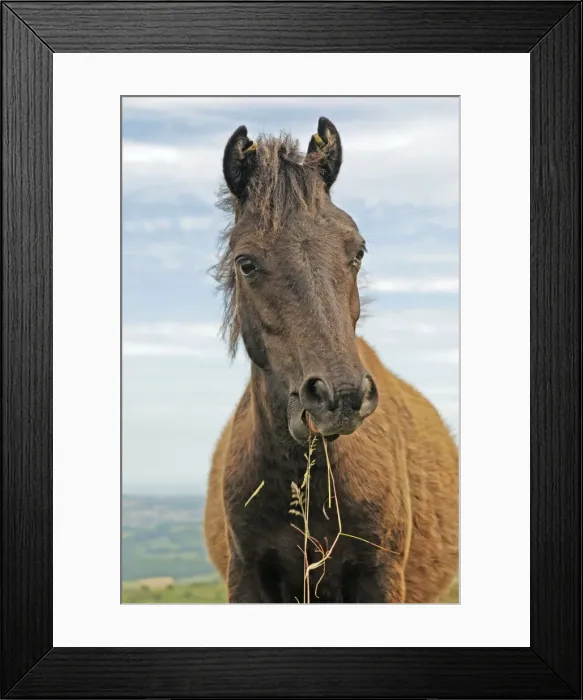 Framed Print : Dartmoor Pony eating fresh grasses Framed Print : Dartmoor Pony eating fresh grasses