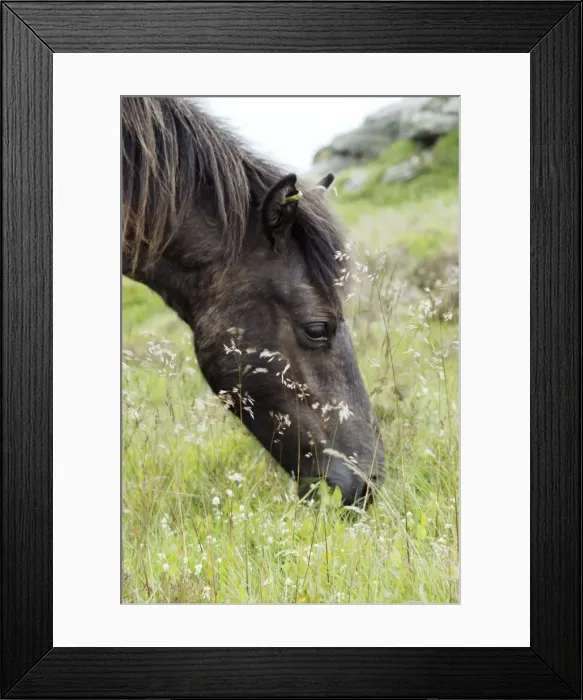 Framed Print : Dartmoor Pony eating fresh grasses Framed Print : Dartmoor Pony eating fresh grasses