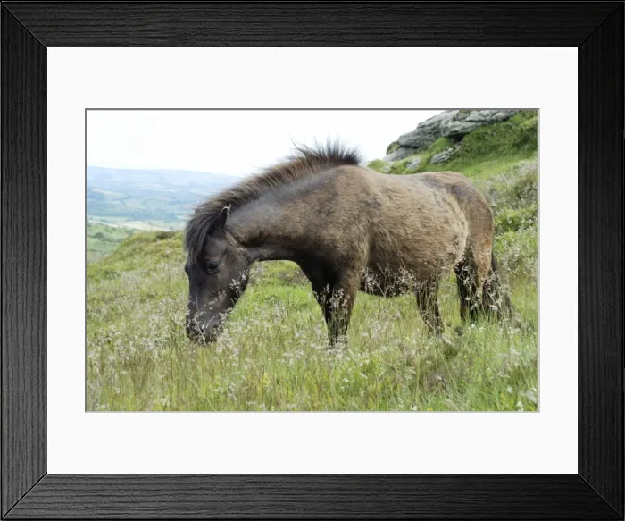 Framed Print : Dartmoor Pony - moulting from its winter coat Framed Print : Dartmoor Pony - moulting from its winter coat