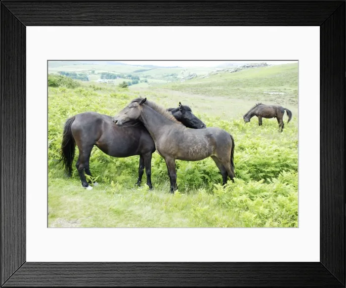 Framed Print : Dartmoor Ponies engaged in mutual grooming Framed Print : Dartmoor Ponies engaged in mutual grooming