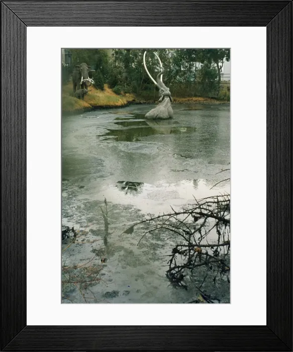 Framed Print : Elephant - trapped in Rancho la Brea Tar Pits. California, USA Framed Print : Elephant - trapped in Rancho la Brea Tar Pits. California, USA