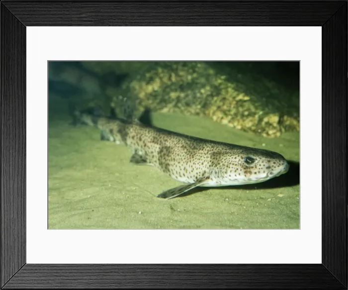 Framed Print : Spotted Dogfish Framed Print : Spotted Dogfish