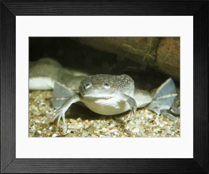 Framed Print : African Clawed Toad South Africa Framed Print : African Clawed Toad South Africa