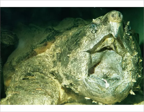 Alligator Snapper Turtle Showing lure formed by tongue, South America