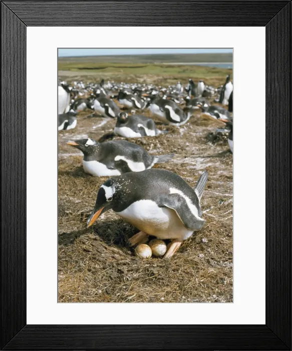 Framed Print : Gentoo Penguin - at nest Falkland Islands