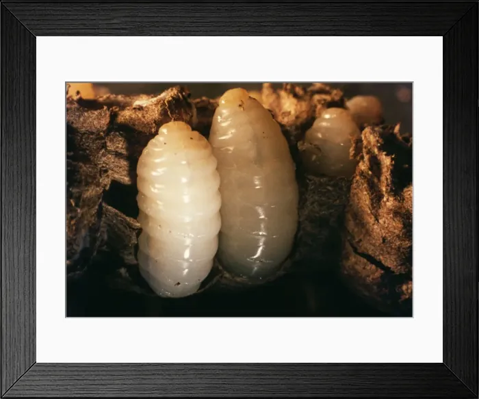 Framed Print : Wasp Grubs Framed Print : Wasp Grubs