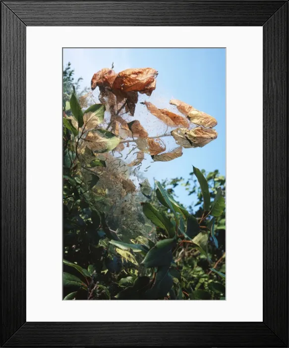 Framed Print : Tent Moth Caterpillar Nest, larvae spin tent enclosing food plant. Fam: Lasiocampidae. USA Framed Print : Tent Moth Caterpillar Nest, larvae spin tent enclosing food plant. Fam: Lasiocampidae. USA