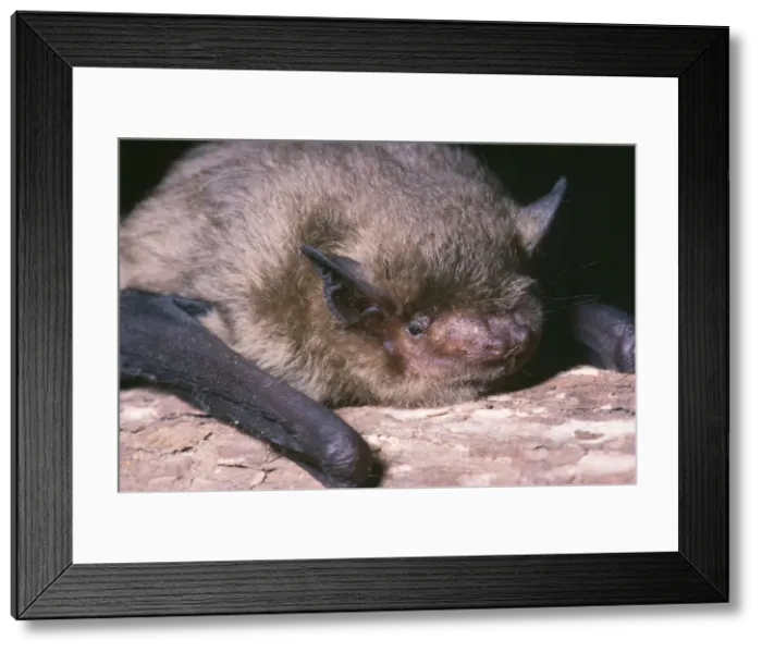 Framed Print : Pipistrelle Bat UK Framed Print : Pipistrelle Bat UK