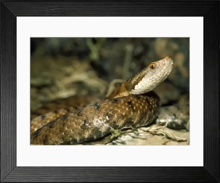 Framed Print : Asp Viper Europe Framed Print : Asp Viper Europe