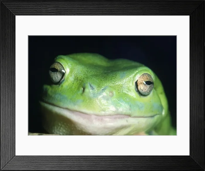Framed Print : Whites Green Tree Frog Australia Framed Print : Whites Green Tree Frog Australia