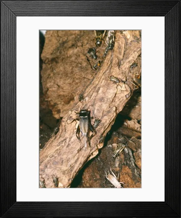 Framed Print : Corsican Cricket