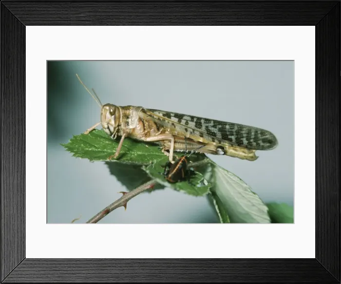 Framed Print : Migratory Locust - adult & nymph Africa Framed Print : Migratory Locust - adult & nymph Africa