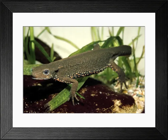 Framed Print : Japanese Fire Bellied Newt - Underwater Framed Print : Japanese Fire Bellied Newt - Underwater
