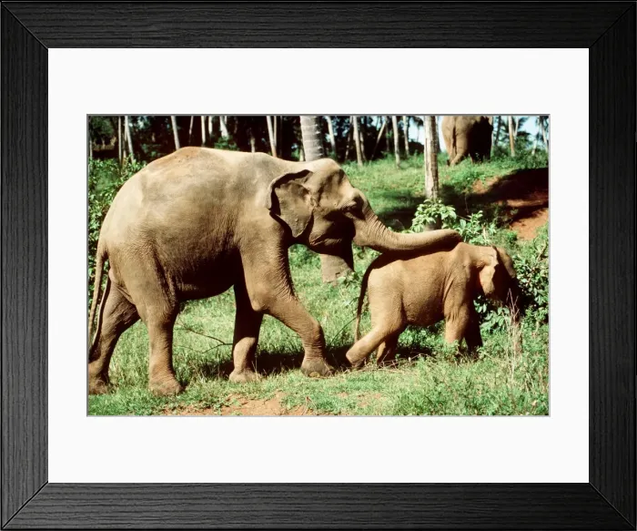 Framed Print : Indian Elephants Adult & young Sri Lanka Framed Print : Indian Elephants Adult & young Sri Lanka