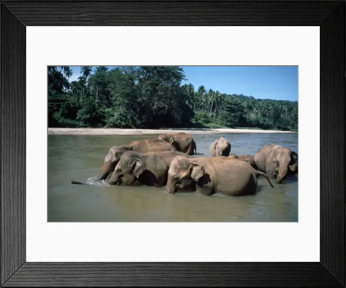 Framed Print : Asian  /  Indian Elephants- bathing in river, Sri Lanka