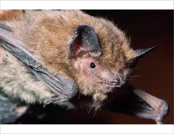 Nathusius Pipistrelle Bat Europe