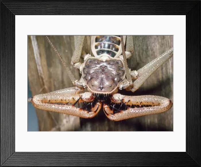 Framed Print : Tailless Whip Scorpion Mexico Fam: Amblypygi Framed Print : Tailless Whip Scorpion Mexico Fam: Amblypygi