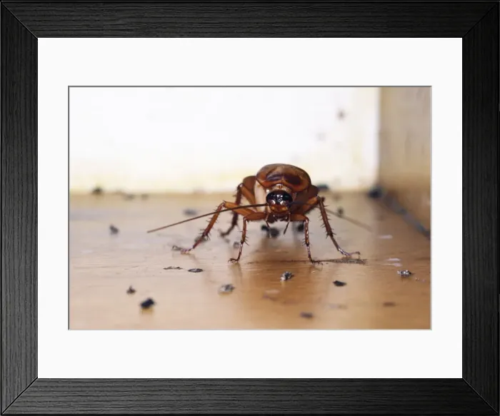 Framed Print : American Cockroach Framed Print : American Cockroach