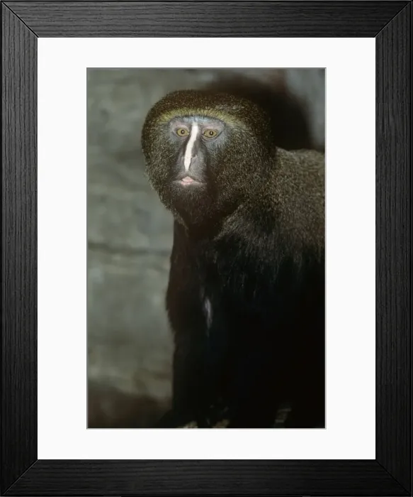 Framed Print : Hamlyn's Guenon / Owl-faced Monkey Framed Print : Hamlyn's Guenon / Owl-faced Monkey