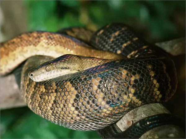 Jamaican Boa Snake - endangered