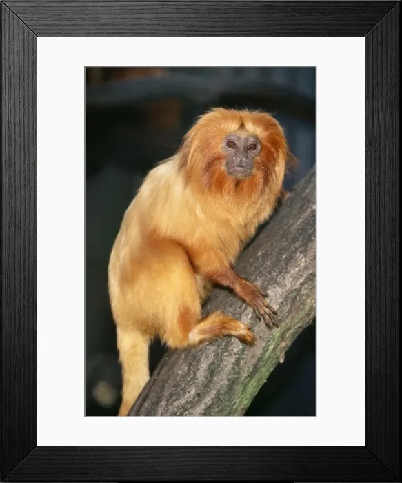 Framed Print : Golden Lion Tamarin Framed Print : Golden Lion Tamarin