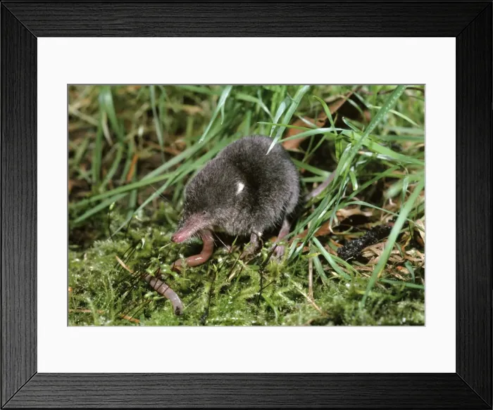 Framed Print : Water Shrew - Juvenile UK & Europe Framed Print : Water Shrew - Juvenile UK & Europe
