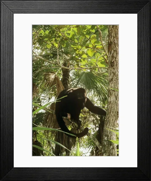 Framed Print : Black Howler Monkey Central America Framed Print : Black Howler Monkey Central America
