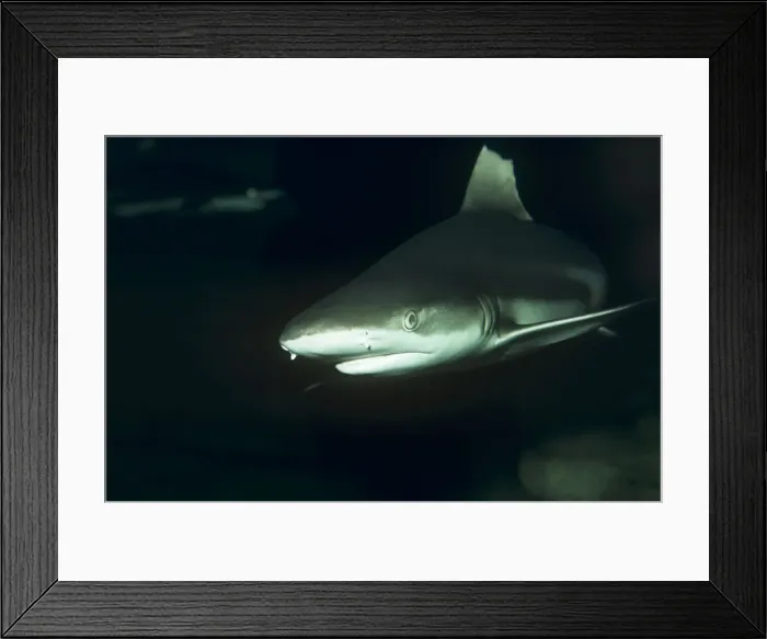 Framed Print : Black Tip Reef Shark Framed Print : Black Tip Reef Shark