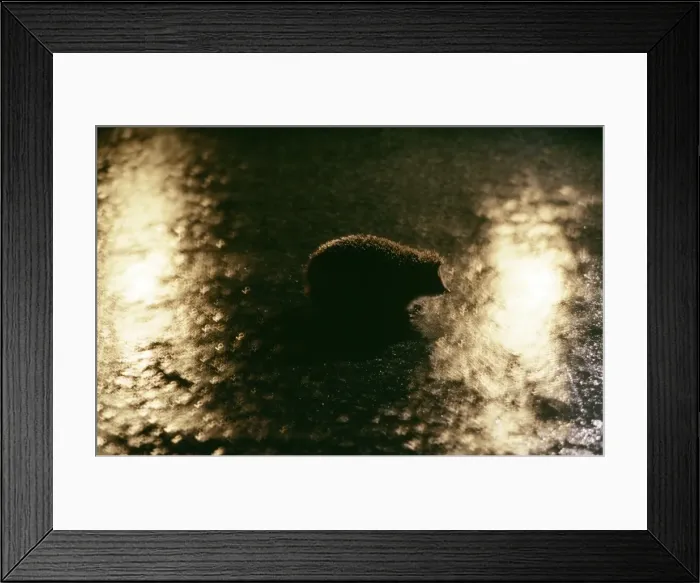 Framed Print : Hedgehog - on road in headlights Framed Print : Hedgehog - on road in headlights