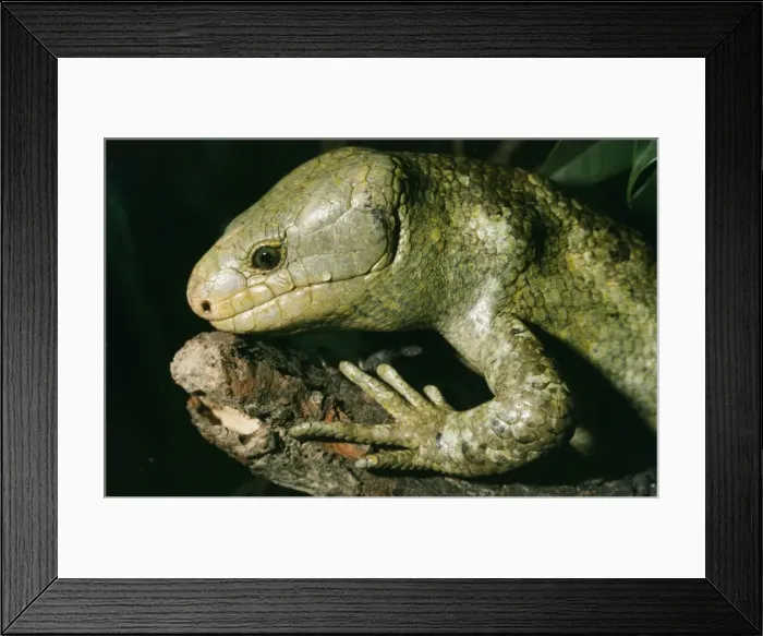 Framed Print : Skink A. K. A:Prehensile tailed & monkey tailed. Bougainville, Solomon Island Framed Print : Skink A. K. A:Prehensile tailed & monkey tailed. Bougainville, Solomon Island