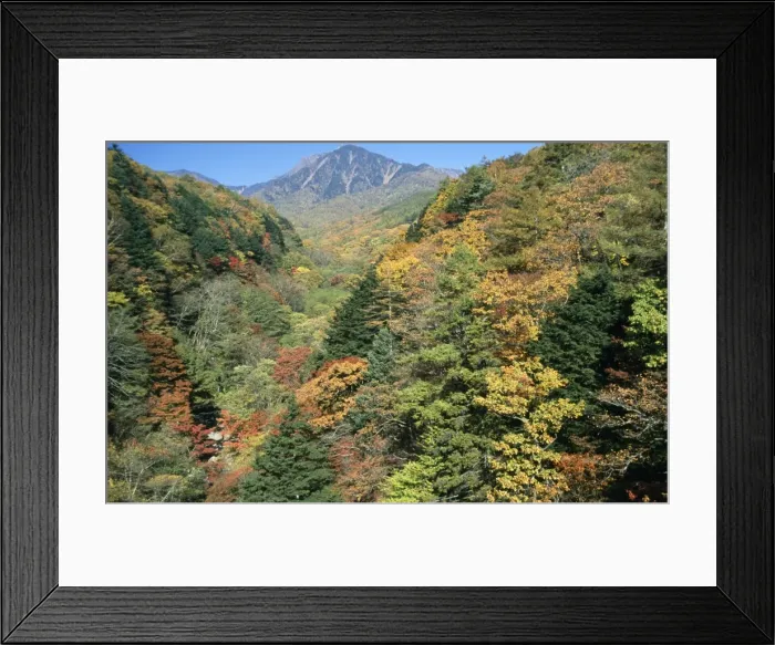 Framed Print : Japan - maple forest, autumn colours show biodiversity. Yamanashi prefecture, Japan Framed Print : Japan - maple forest, autumn colours show biodiversity. Yamanashi prefecture, Japan