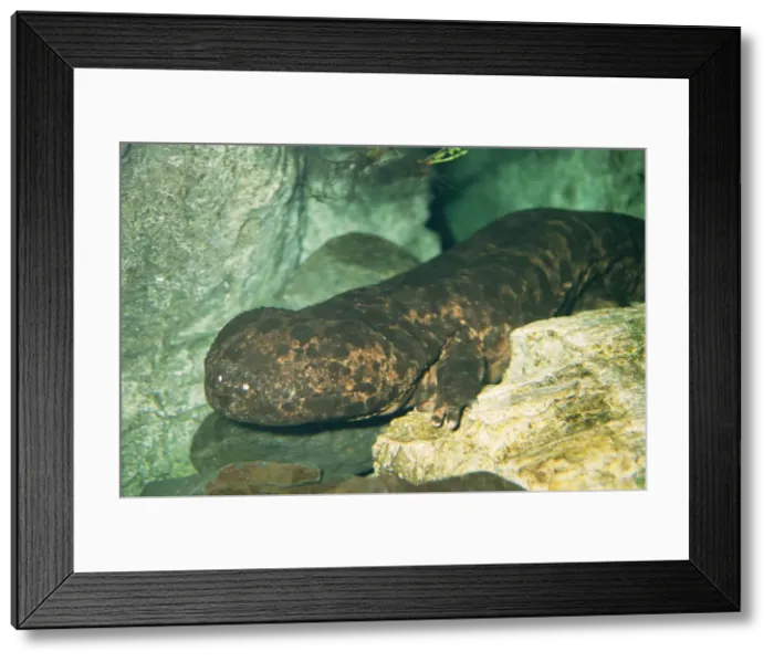 Framed Print : Japanese Giant Salamander Framed Print : Japanese Giant Salamander