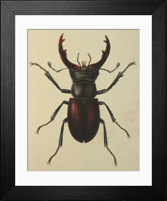 Framed Print : Illustration: Stag beetle (male) Framed Print : Illustration: Stag beetle (male)