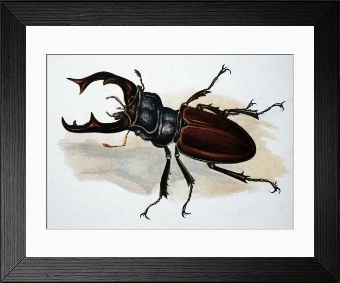 Framed Print : Illustration: Stag Beetle (male) Framed Print : Illustration: Stag Beetle (male)