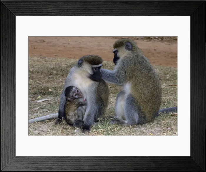 Framed Print : Vervet monkey - Pair with young, Africa Framed Print : Vervet monkey - Pair with young, Africa