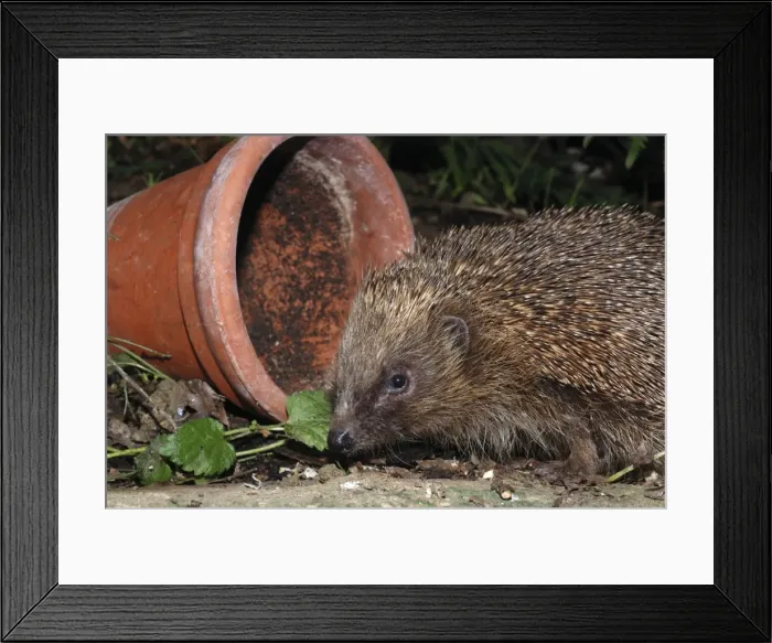 Framed Print : Hedgehog - in garden. UK Framed Print : Hedgehog - in garden. UK