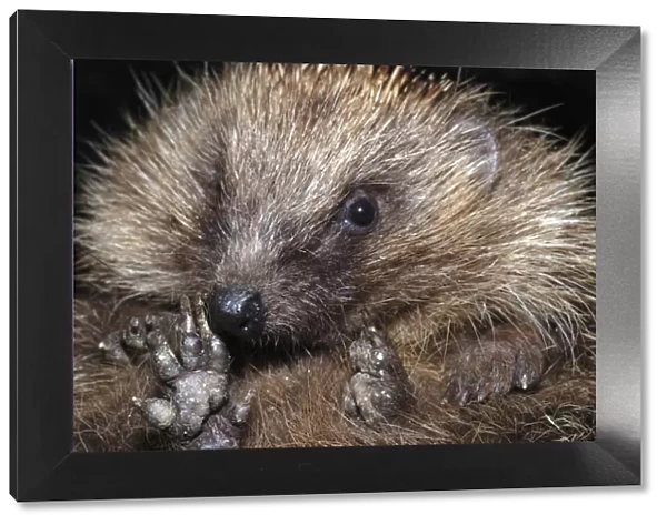 Hedgehog - close-up showing underside of feet. UK