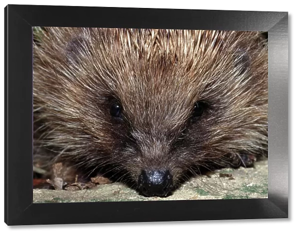 Hedgehog - close-up. UK