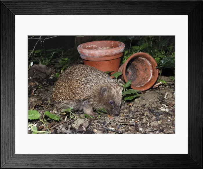 Framed Print : Hedgehog - in garden. UK Framed Print : Hedgehog - in garden. UK
