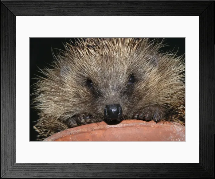 Framed Print : Hedgehog - in pot in garden. UK Framed Print : Hedgehog - in pot in garden. UK