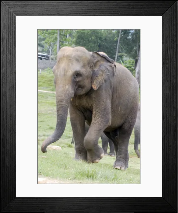 Framed Print : Asian Elephant - Orphanage - Sri Lanka Framed Print : Asian Elephant - Orphanage - Sri Lanka