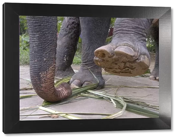Asian Elephant: left forefoot raised to show sole, Sri Lanka