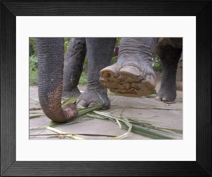 Framed Print : Asian Elephant: left forefoot raised to show sole, Sri Lanka Framed Print : Asian Elephant: left forefoot raised to show sole, Sri Lanka