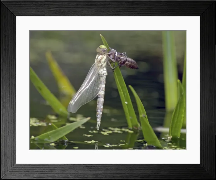 Framed Print : Hawker Dragonfly emerging from its nymphal case. UK- Europe freshwater Framed Print : Hawker Dragonfly emerging from its nymphal case. UK- Europe freshwater