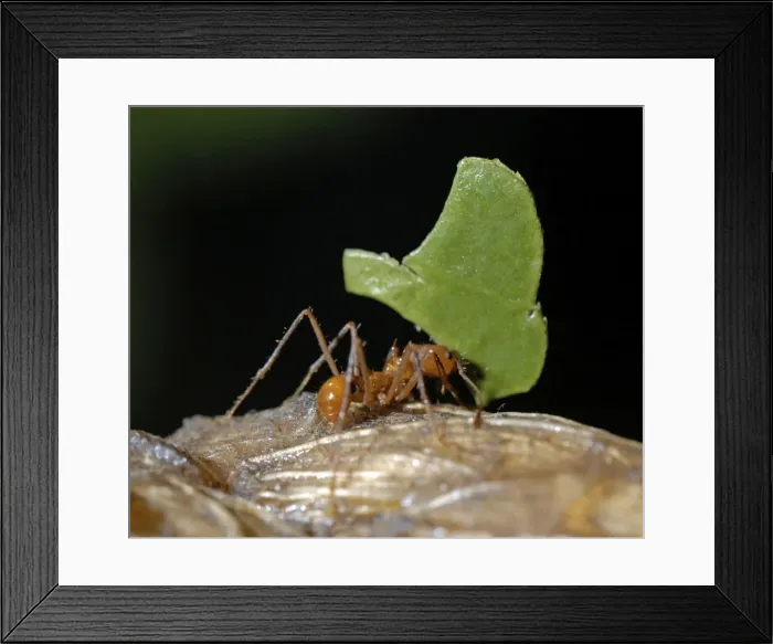 Framed Print : Leafcutter Ant carrying leaf fragment back to its nest at night. Tropical America Framed Print : Leafcutter Ant carrying leaf fragment back to its nest at night. Tropical America