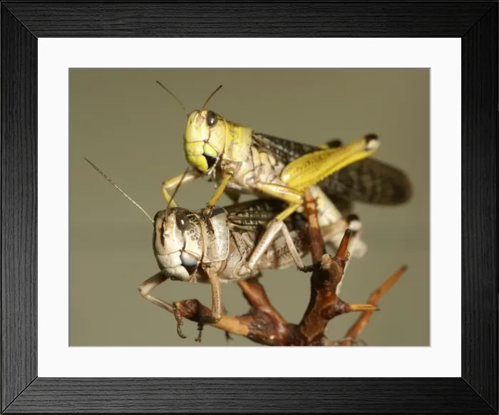 Framed Print : Locusts copulating Framed Print : Locusts copulating