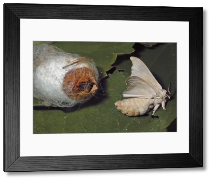 Framed Print : Adult male silkmoth emerging from coccoon Framed Print : Adult male silkmoth emerging from coccoon
