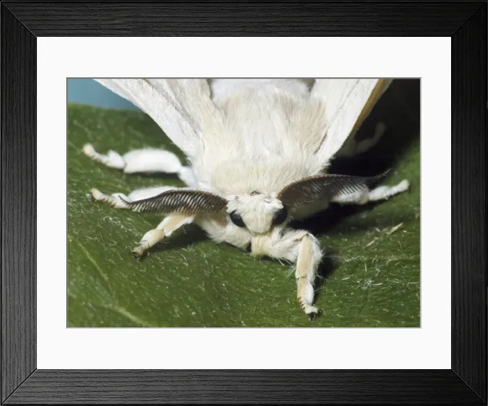 Framed Print : Adult male Silkmoth showing functionless wings and highly sensitive antennae Framed Print : Adult male Silkmoth showing functionless wings and highly sensitive antennae