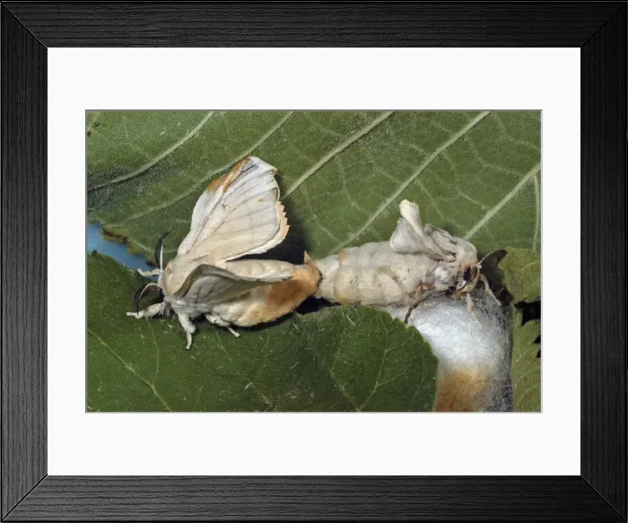 Framed Print : Adult Silkmoths mating Framed Print : Adult Silkmoths mating