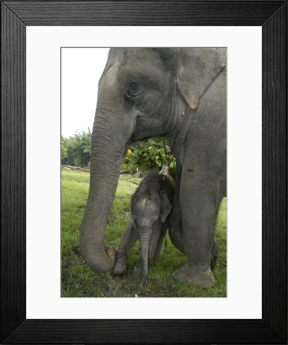 Framed Print : Asian Elephant, Domestic mother and calf 3 days old. India Framed Print : Asian Elephant, Domestic mother and calf 3 days old. India